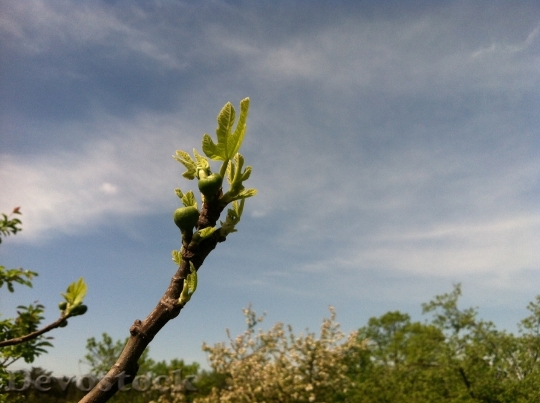 Devostock Fig Tree Agriculture Fruit