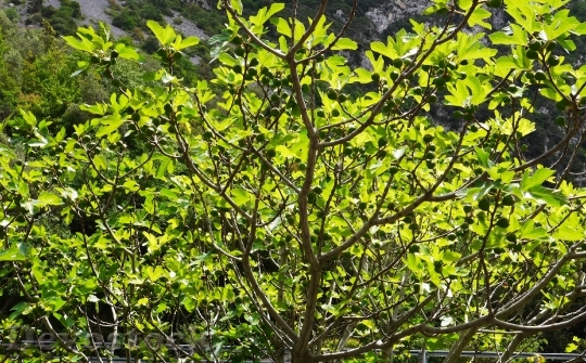 Devostock Fig Tree Fig Leaves