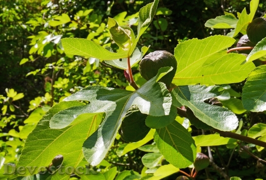 Devostock Fig Tree Fruits Fig