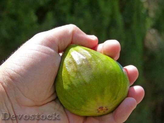 Devostock Fig Verdial Hand Fruit
