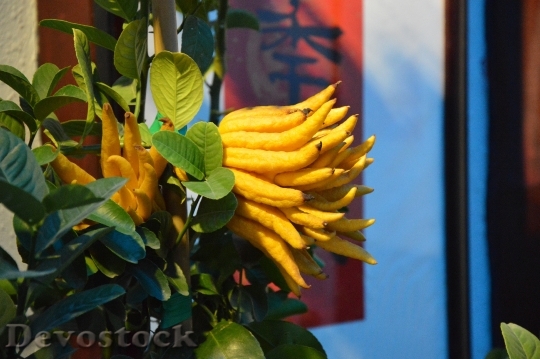 Devostock Fingered Citron Fruit 301570