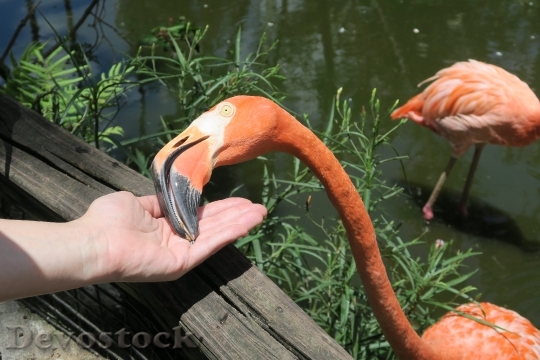 Devostock Flamingo Eating Out Your
