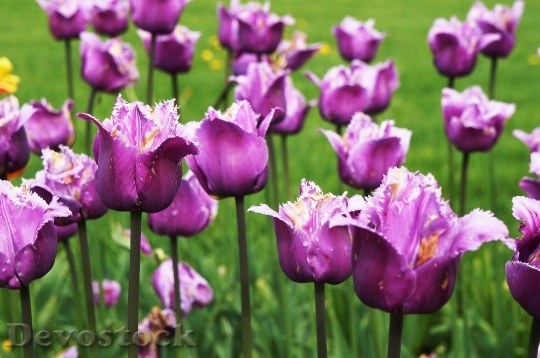 Devostock Flower Bed Tulips Garden