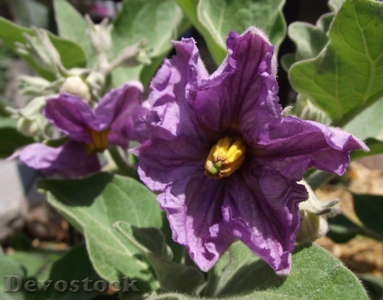 Devostock Flower Bloom Eggplant Aubergine