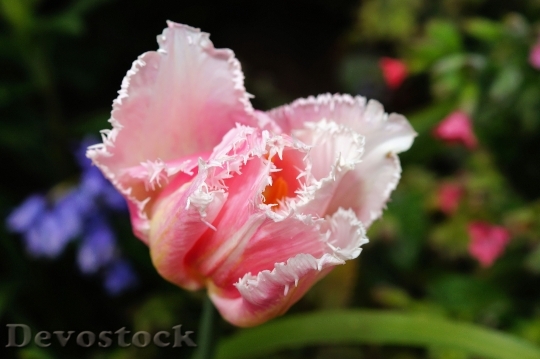 Devostock Flower Blossom Bloom Tulip 2