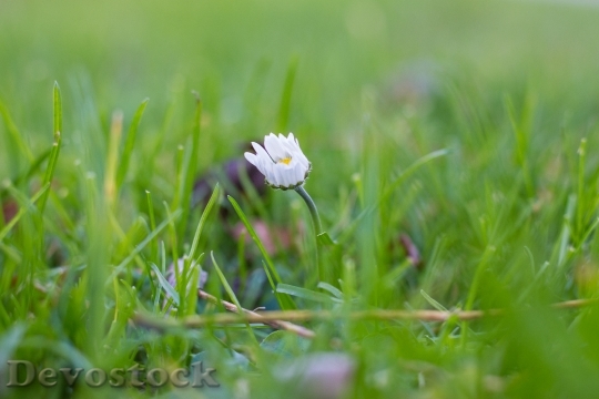 Devostock Flower Daisy Grass Bear