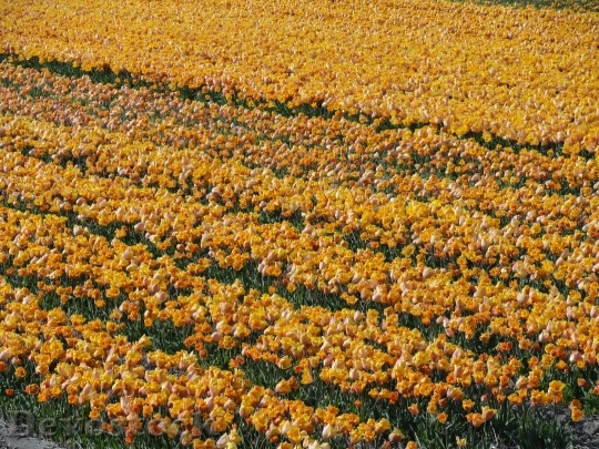 Devostock Flower Field Tulips Spring