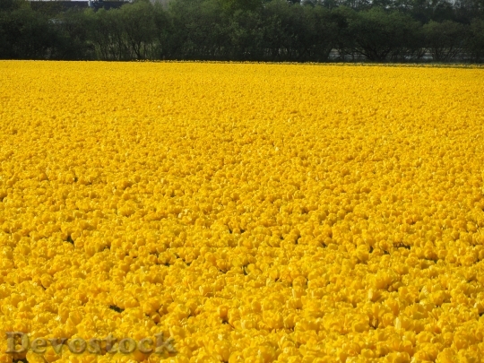 Devostock Flower Field Yellow Tulips