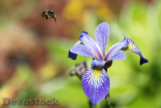 Devostock Flower Iris Blue Flag