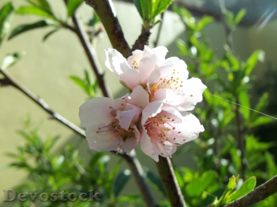 Devostock Flower Peach Fruit Trees