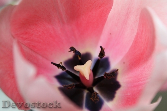 Devostock Flower Pistil Pink Blossom