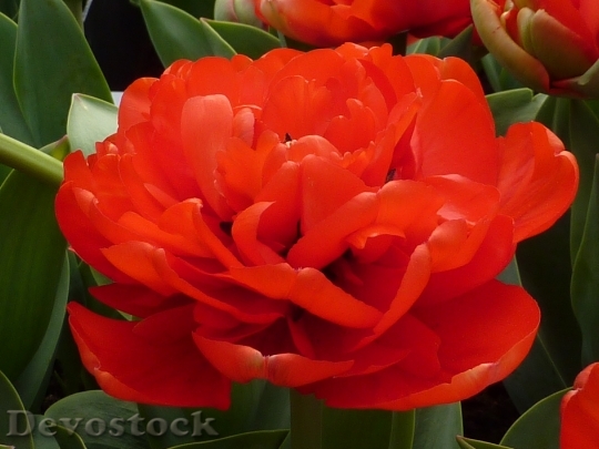 Devostock Flower Red Tulip Miranda