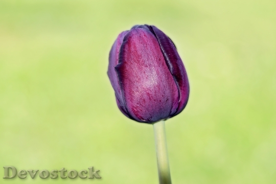 Devostock Flower Tulip Blossom Bloom 18