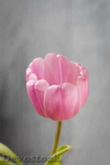 Devostock Flower Tulip Blossom Bloom 21