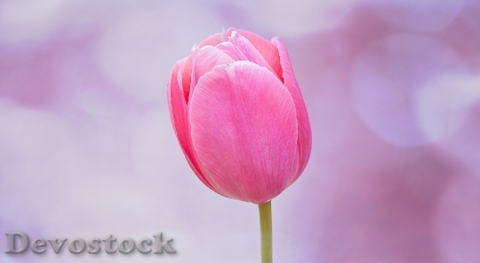 Devostock Flower Tulip Blossom Bloom 3