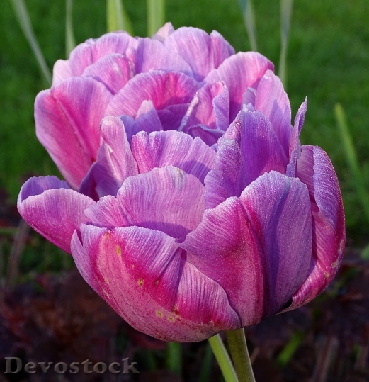 Devostock Flower Tulip Blossom Bloom 30