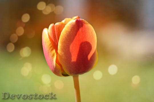 Devostock Flower Tulip Blossom Bloom 5