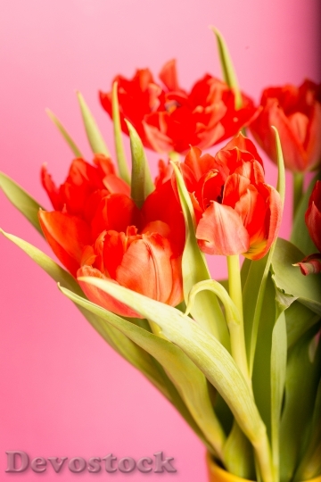 Devostock Flower Tulip Bouquet Red