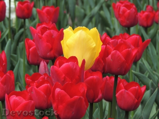 Devostock Flower Tulip Center Team