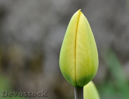 Devostock Flower Tulip Closed Closed