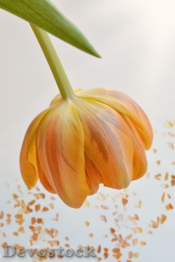 Devostock Flower Tulip Orange Blossom