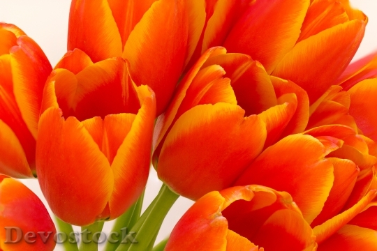 Devostock Flower Tulip Orange Floral
