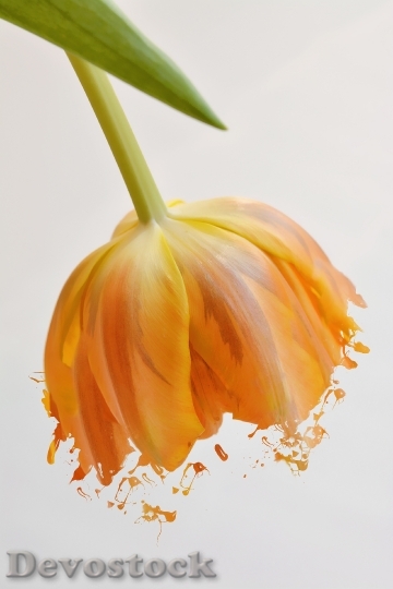 Devostock Flower Tulip Orange Orange