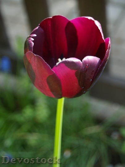 Devostock Flower Tulip Petals Purple