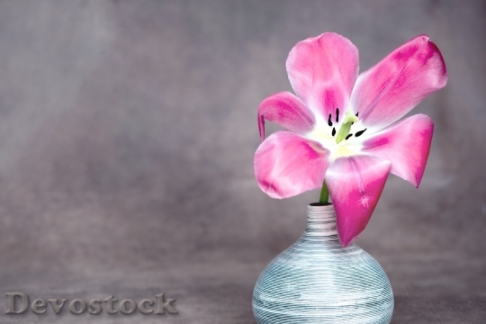 Devostock Flower Tulip Pink Blossom 0