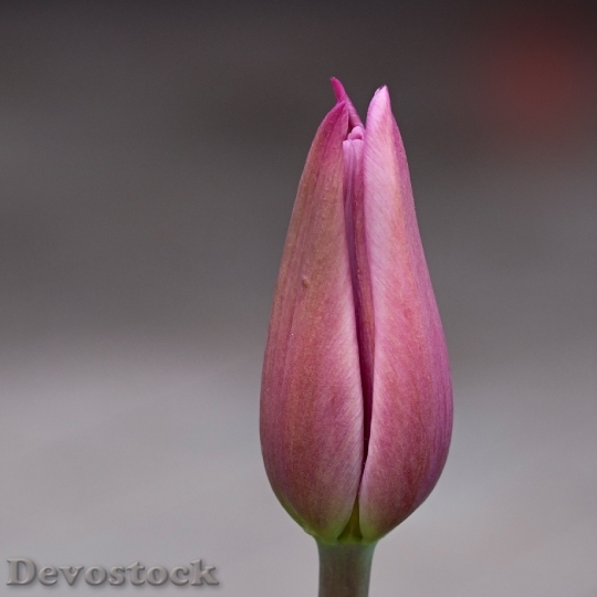 Devostock Flower Tulip Pink Blossom