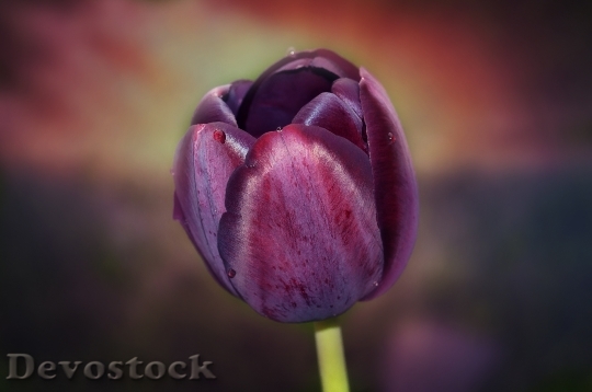 Devostock Flower Tulip Purple Blossom