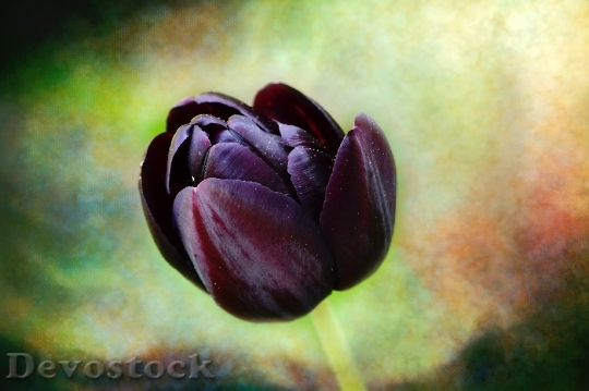 Devostock Flower Tulip Purple Violet
