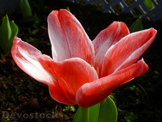 Devostock Flower Tulip Red Fritz