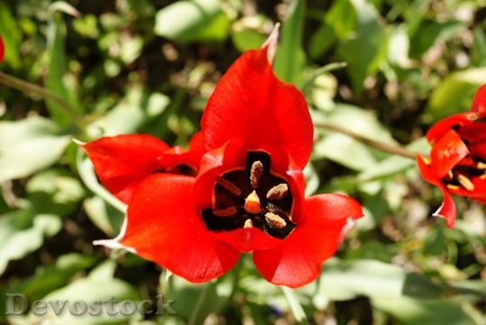 Devostock Flower Tulip Red Lady