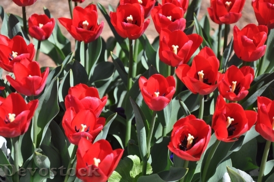 Devostock Flower Tulip Red Plant