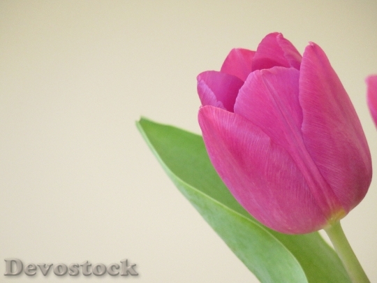 Devostock Flower Tulip Spring 1257362