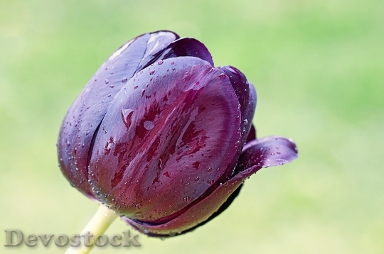 Devostock Flower Tulip Spring Blossom 0