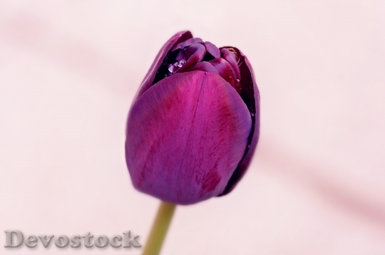 Devostock Flower Tulip Violet Blossom