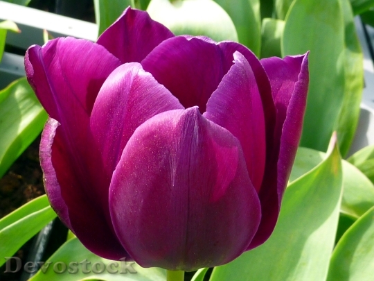 Devostock Flower Tulip Violet Dillenburg