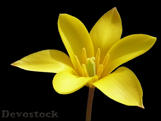 Devostock Flower Tulip Yellow Chrysantha