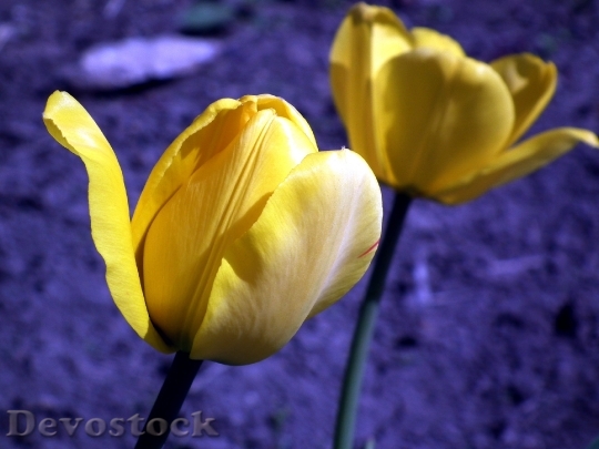 Devostock Flower Tulip Yellow Garden
