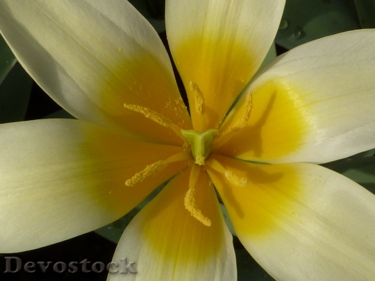 Devostock Flower Tulip Yellow Kaufmanniana