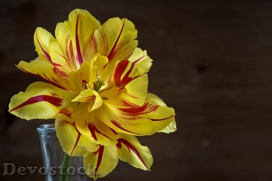 Devostock Flower Tulip Yellow Red 4