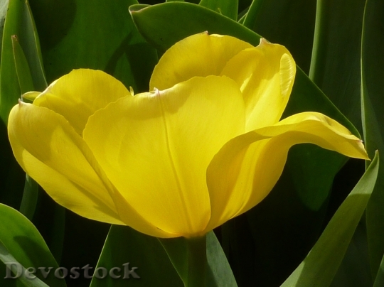 Devostock Flower Tulip Yellow Spring