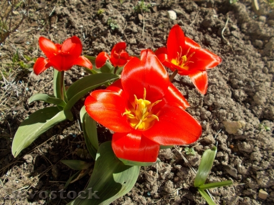 Devostock Flower Tulips Floral Plant
