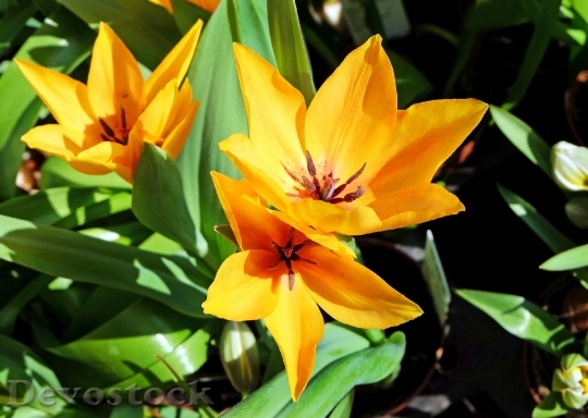 Devostock Flower Tulips Flowers Yellow