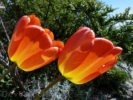Devostock Flower Tulips Red Garden