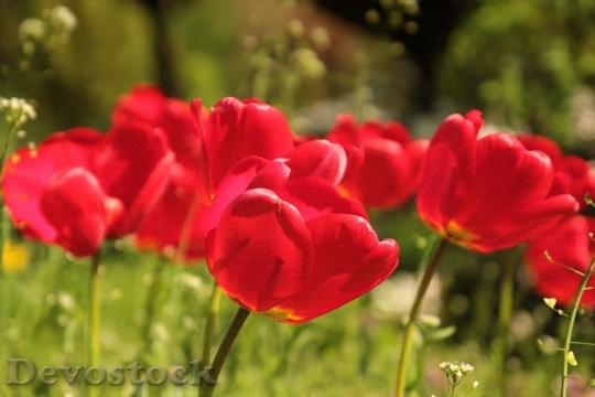 Devostock Flower Tulips Red Spring