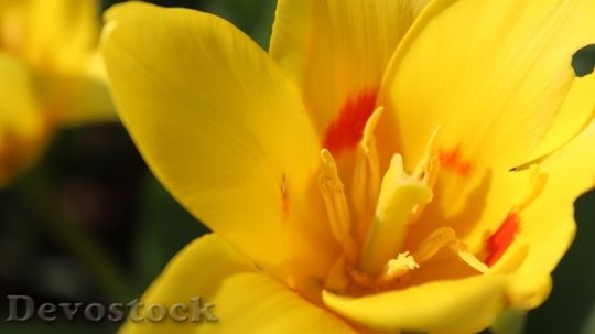 Devostock Flower Yellow Yellow Flower 31