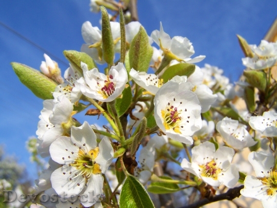 Devostock Flowering Pear Tree White